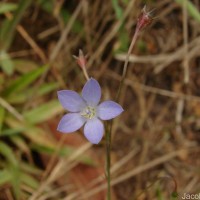 Wahlenbergia marginata (Thunb.) A.DC.